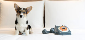ม็อกซี่ แบงคอก ราชประสงค์ เปิดตัวแพ็กเกจ “Paws Stay Free” ที่พัก Pet-Friendly ใจกลางกรุงเทพฯ